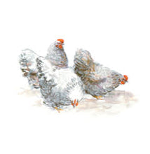Load image into Gallery viewer, Three Chicken Tea Towel