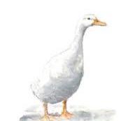 Load image into Gallery viewer, watercolour duck, tea towel linen, country kitchen homewares, Australian