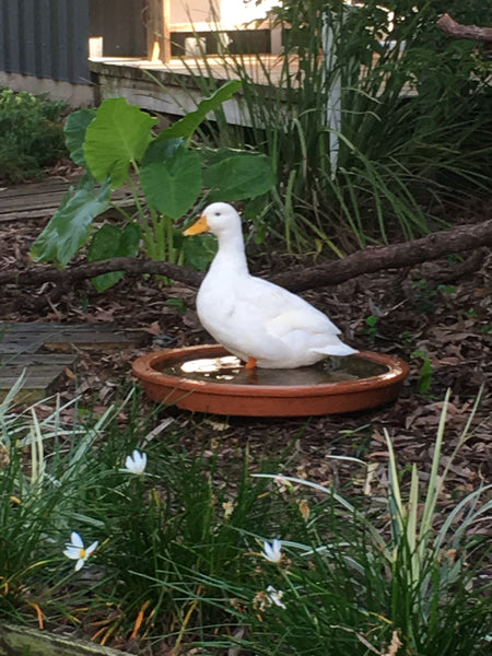 Ducks in the Garden.... or in the studio